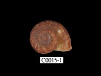 藏品(臺灣大山蝸牛)的圖片